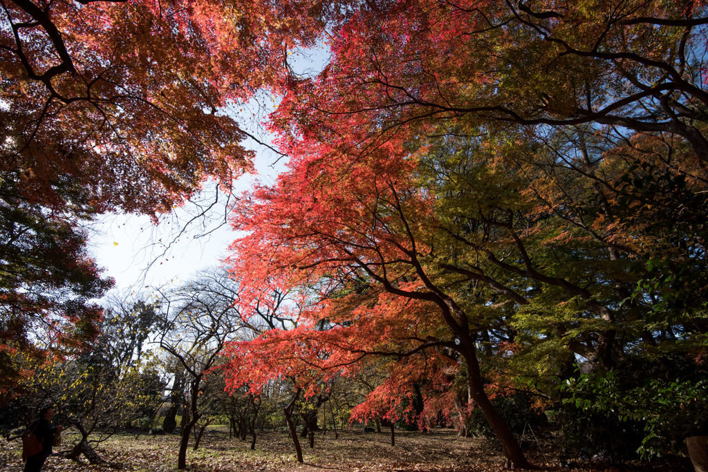 【新宿御苑(モミジ山の紅葉)】①20151212