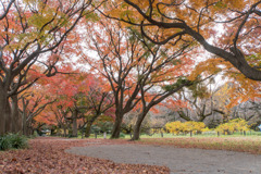 小石川植物園【カエデ並木の紅葉】①20181209