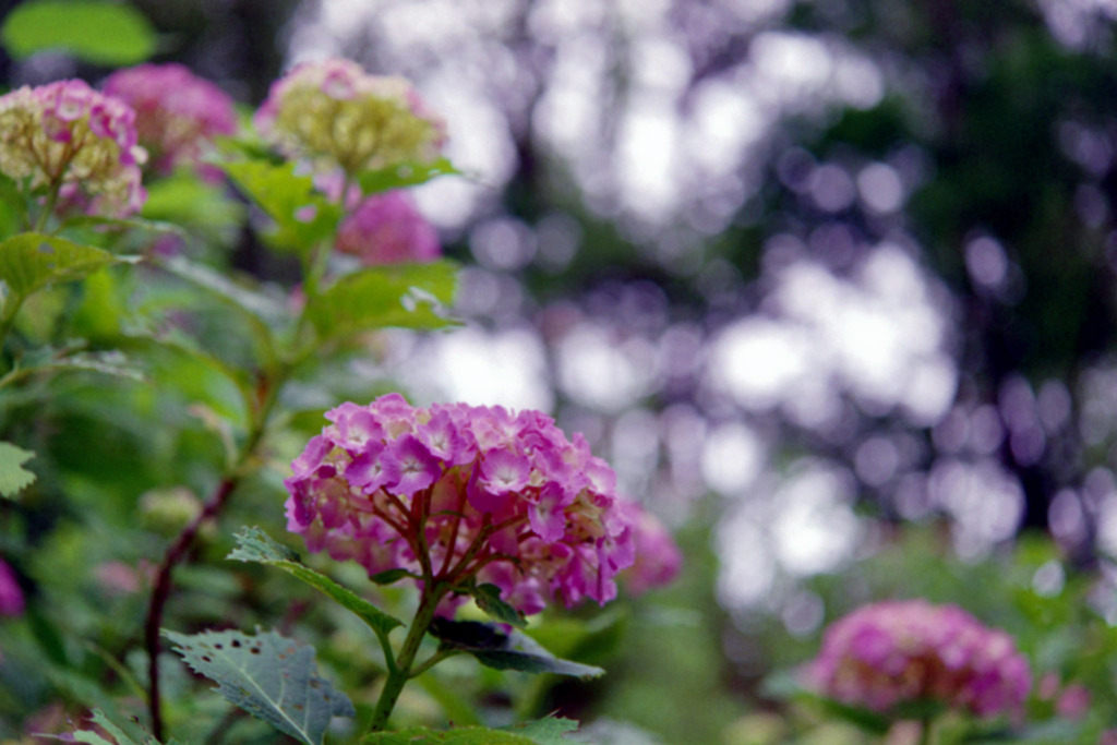 正覚寺【紫陽花】⑤20200604