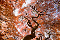 新宿御苑【ミュージアム付近のタムケヤマ②】②20251124