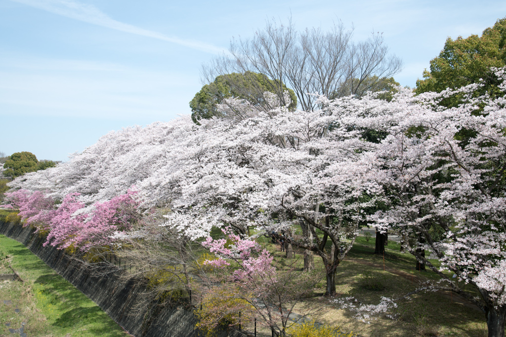 昭和記念公園【残堀川沿い：ふれあい橋から】②20220402