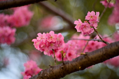 本牧山頂公園【サクラ：横浜緋桜】③20240331