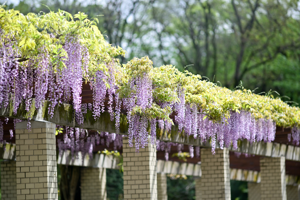 神代植物公園【藤棚(六尺藤)：遠景】③20240425