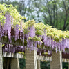 神代植物公園【藤棚(六尺藤)：遠景】③20240425