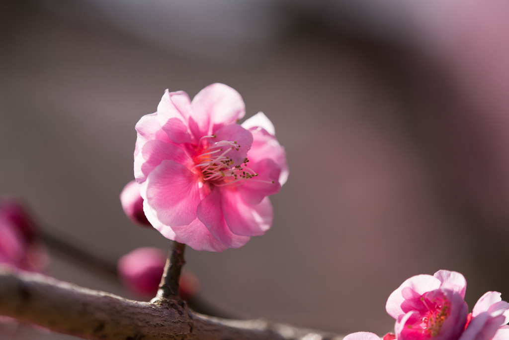 【神代植物公園(未開紅)】20150228