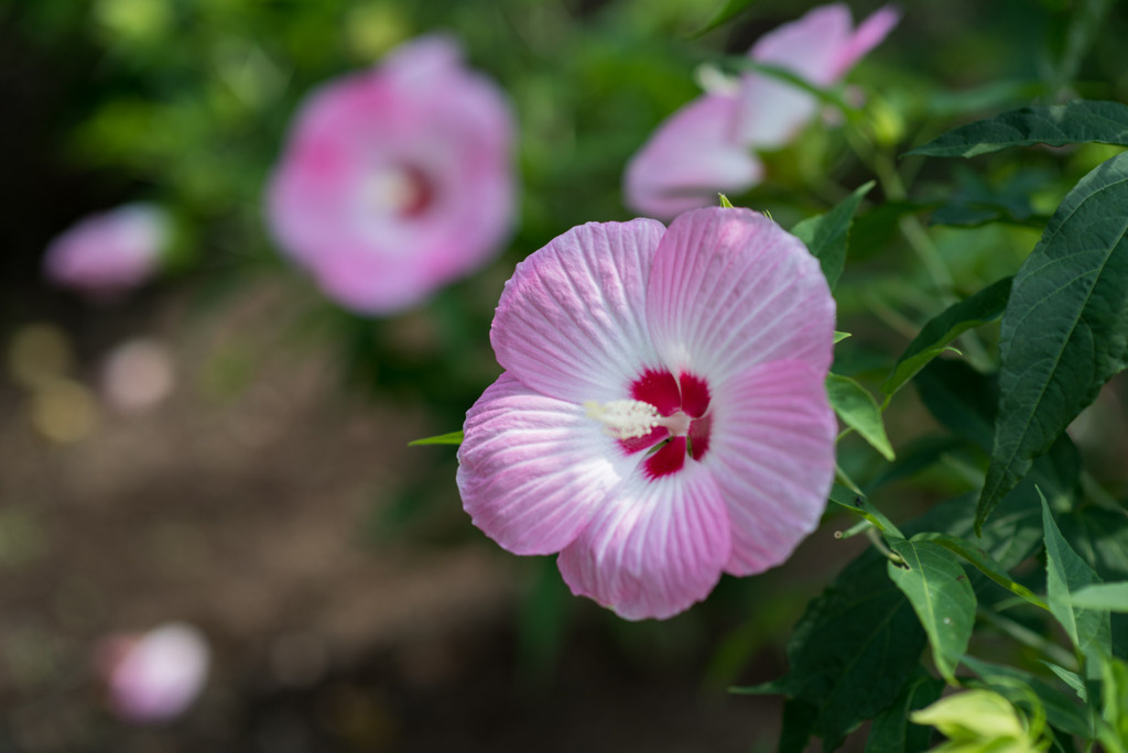 花菜ガーデン【タイタンビカス】①20190818