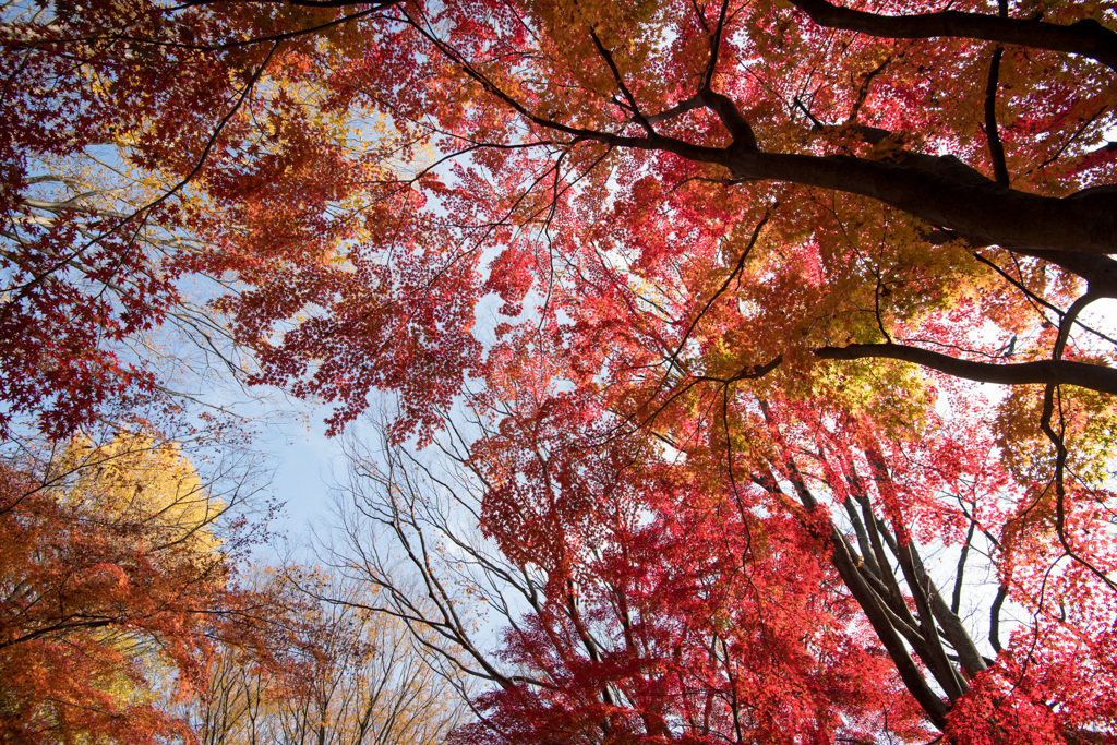 神代植物公園【自由広場の紅葉】⑩20201213