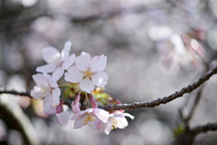 薬師池公園【玉繩桜：アップ】③20250310
