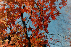 新宿御苑【上の池あたりの紅葉】⑤20181215