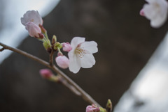 テリタビーズ公園【桜： 染井吉野】③20180324