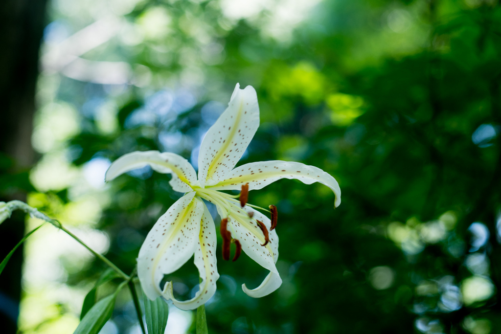 神代植物公園【ヤマユリ】20230712