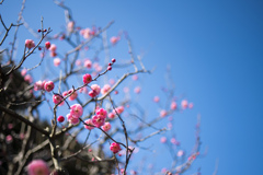 大船フラワーセンター【梅の花：鴛鴦】①20220211