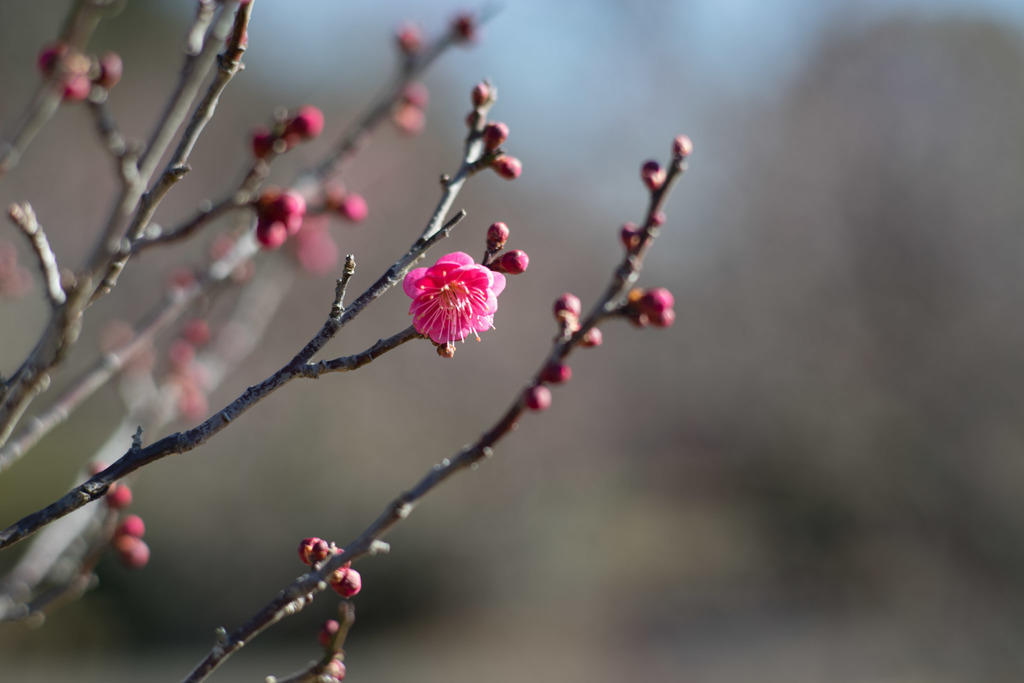 小田原FG【梅：緋の司】20190119
