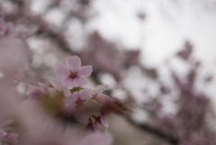 小石川植物園【ソメイヨシノのアップ：35 mm】①20190331