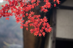 【生田緑地：真っ赤なモミジ】②20141130