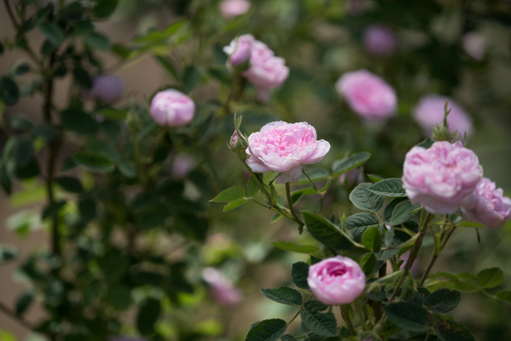 【大船植物園(ドミュー)】20150503