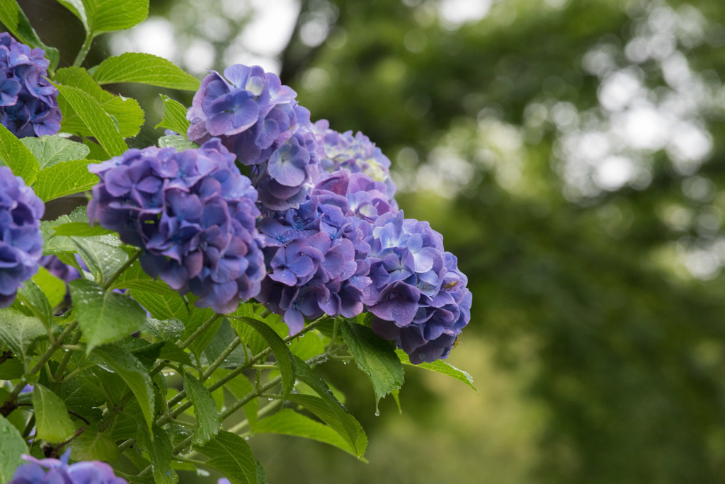 昭和記念公園【青色の紫陽花】②20170701