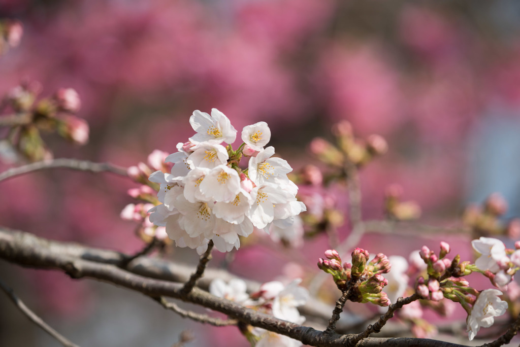 本牧山頂公園【桜：染井吉野】②20180324