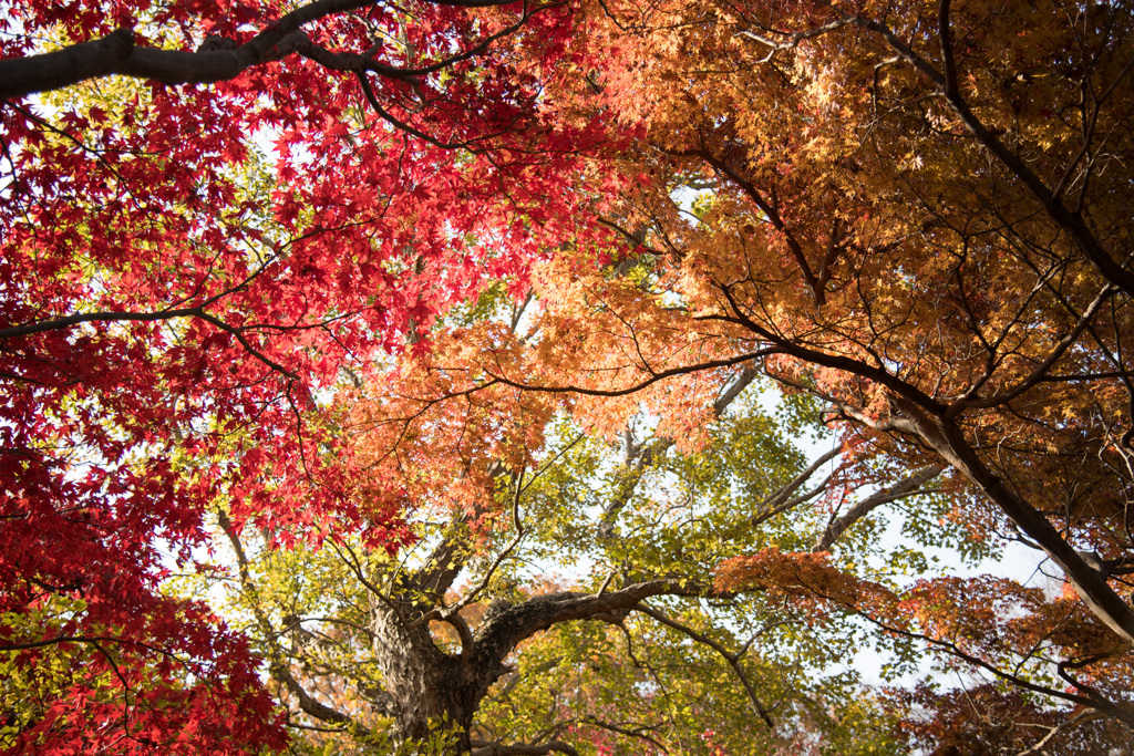 神代植物公園【かえで園の紅葉】⑧20201213