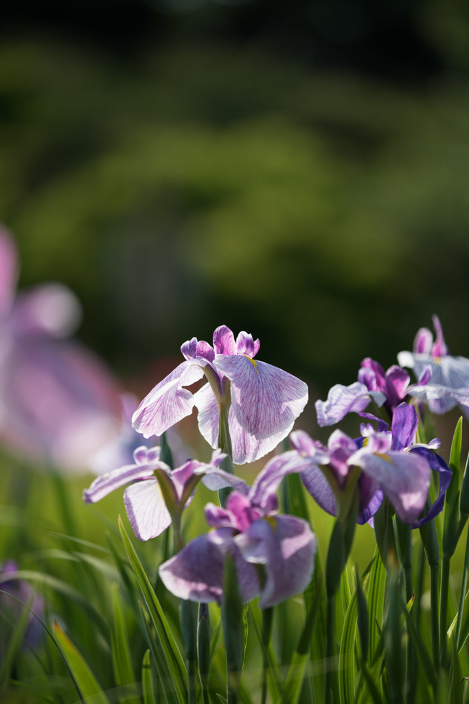 【横須賀菖蒲園(混合種)】20150606