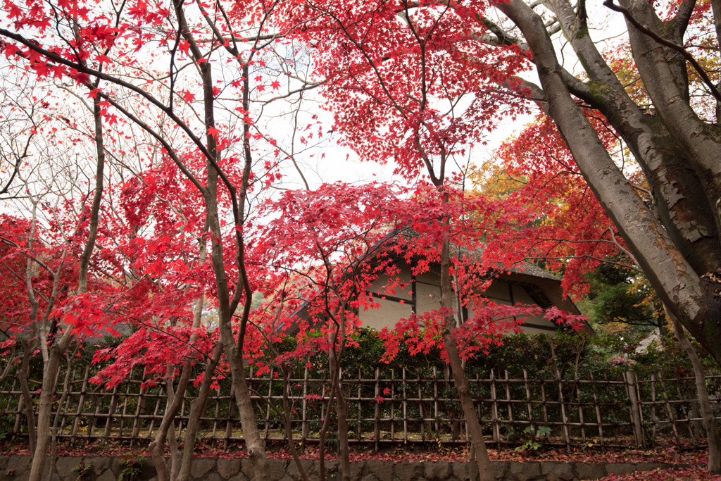 【生田緑地：真っ赤なモミジ】①20141130