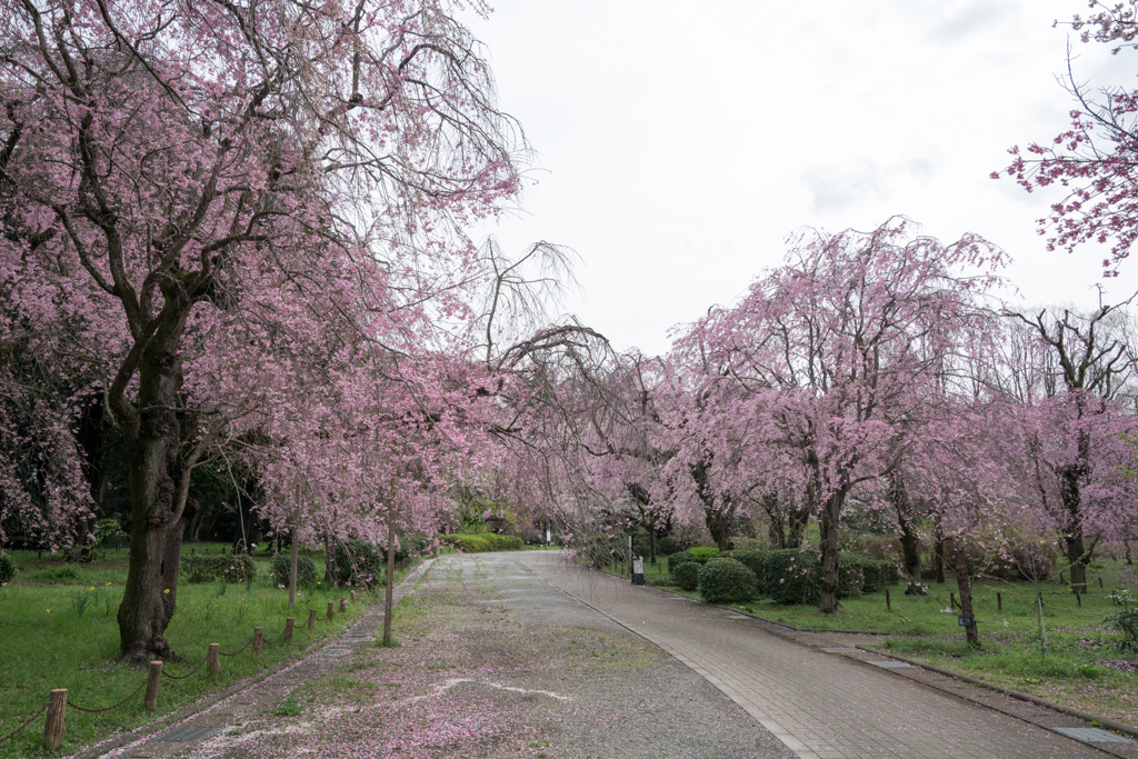 神代植物公園【さくら園の街路沿いの眺め】20230327