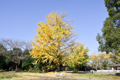 昭和記念公園【自転車道周辺：イチョウの大木】②20241119