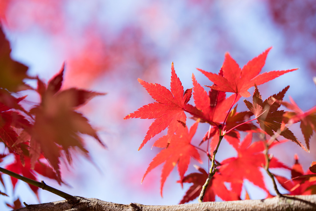 薬師池公園【たいこ橋東側の紅葉】③20181123