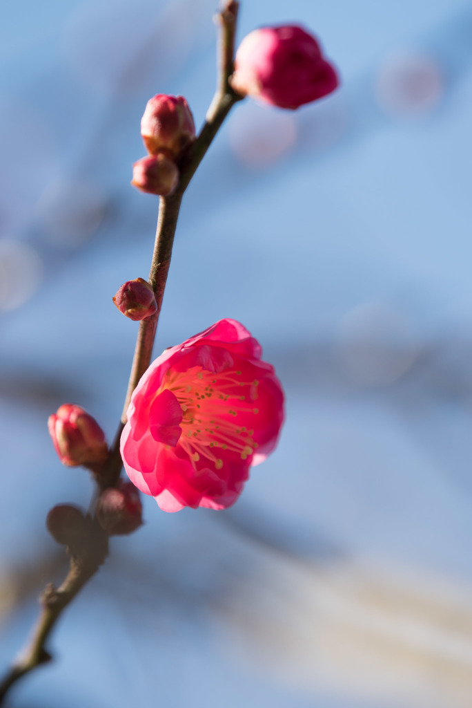 小田原フラワーガーデン【梅：八重寒紅】20180107
