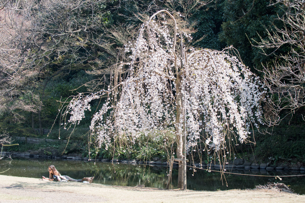 新宿御苑【玉藻池の枝垂れ桜】20200326
