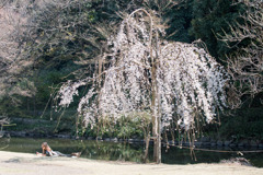 新宿御苑【玉藻池の枝垂れ桜】20200326