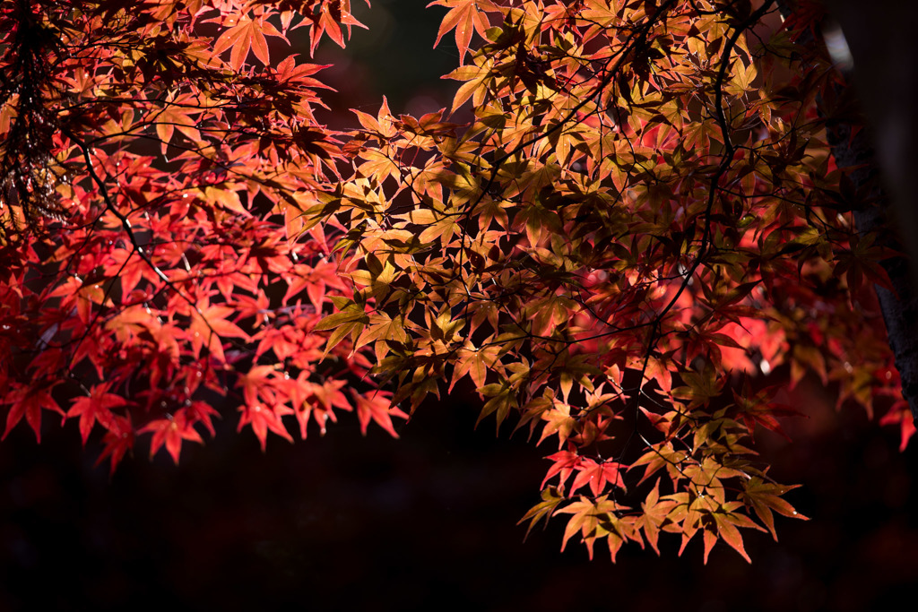 【薬師池公園(紅葉)】④20151121
