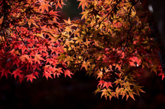 【薬師池公園(紅葉)】④20151121