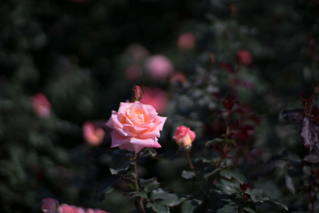 神代植物公園【秋バラ：ファバージェ】20231027