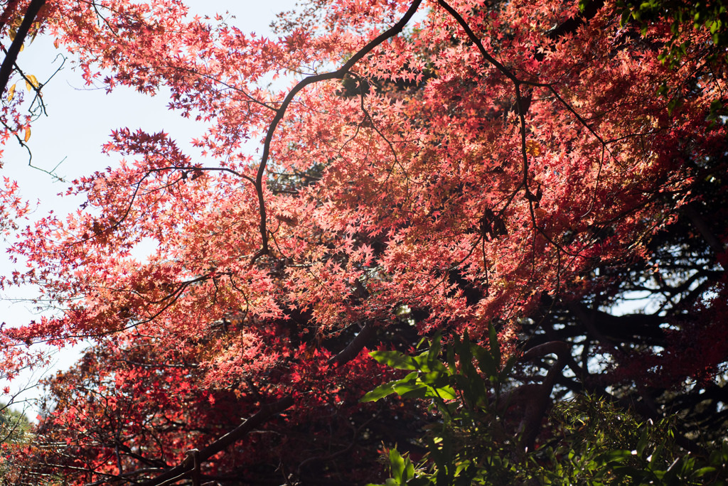 新宿御苑【楽羽亭あたりの紅葉】①20181215