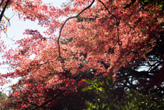 新宿御苑【楽羽亭あたりの紅葉】①20181215