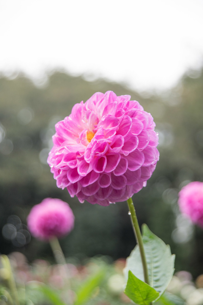 【神代植物公園(ダリア：めんこいな)】20151011