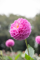 【神代植物公園(ダリア：めんこいな)】20151011