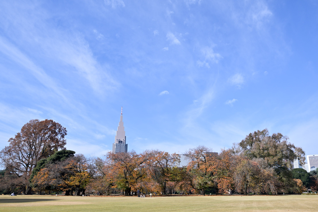 新宿御苑【芝生広場の紅葉】20251124