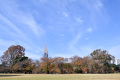新宿御苑【芝生広場の紅葉】20251124