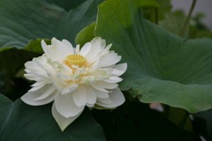 大船フラワーセンター【蓮の花：詩仙堂西湖】20200705