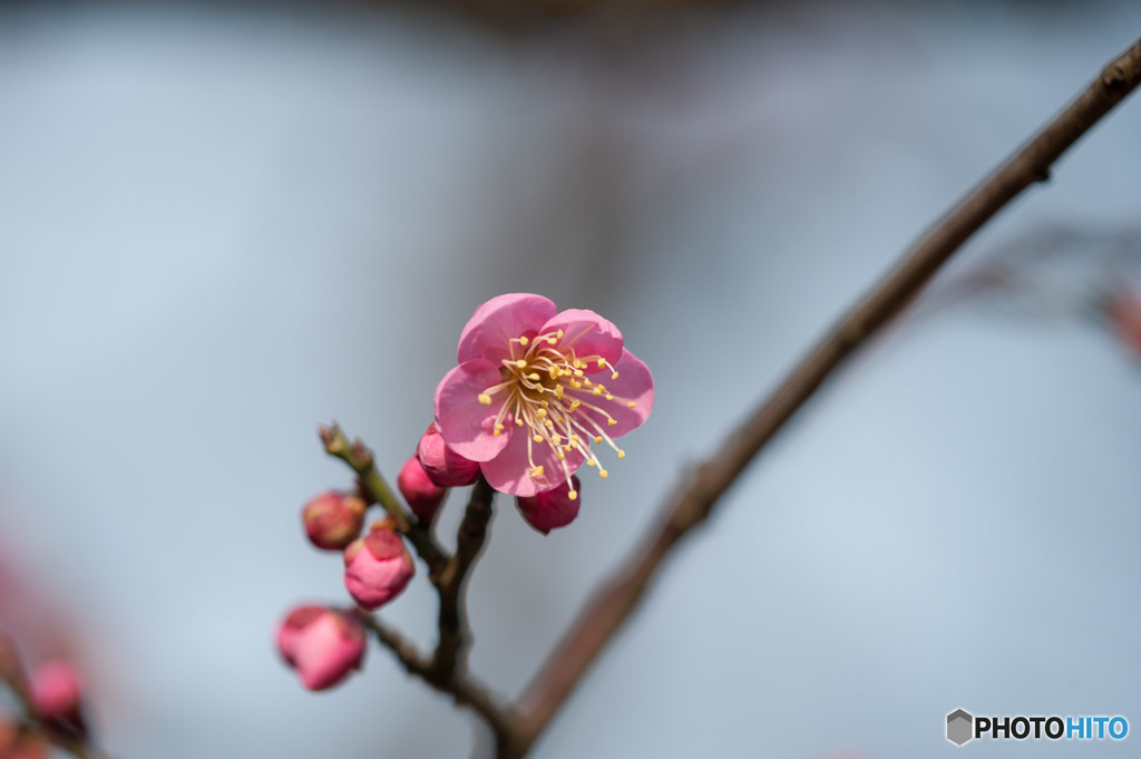 【大船植物園(一重寒紅)】②20160206