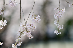 六義園【枝垂れ桜】④20250326