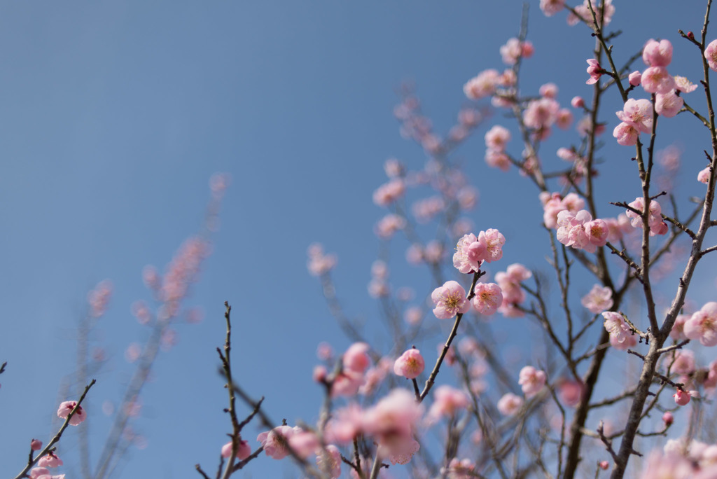 小田原FG【梅：通い小町】①20190224