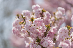 【新宿御苑(桜：福禄寿)】②20150418