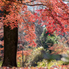 府中市郷土の森【ハケ下の小川付近の紅葉】④20211204