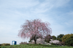 昭和記念公園【もみじ橋近くの丘：八重紅枝垂桜】20220402