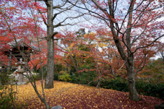 京都紅葉狩り【常寂光寺：紅葉】①20201122