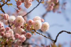新宿御苑【桜：普賢象】①20170416