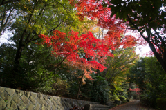 【ささぶねの道の紅葉】⑦20161120